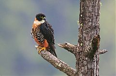 Orange-breasted Falcon